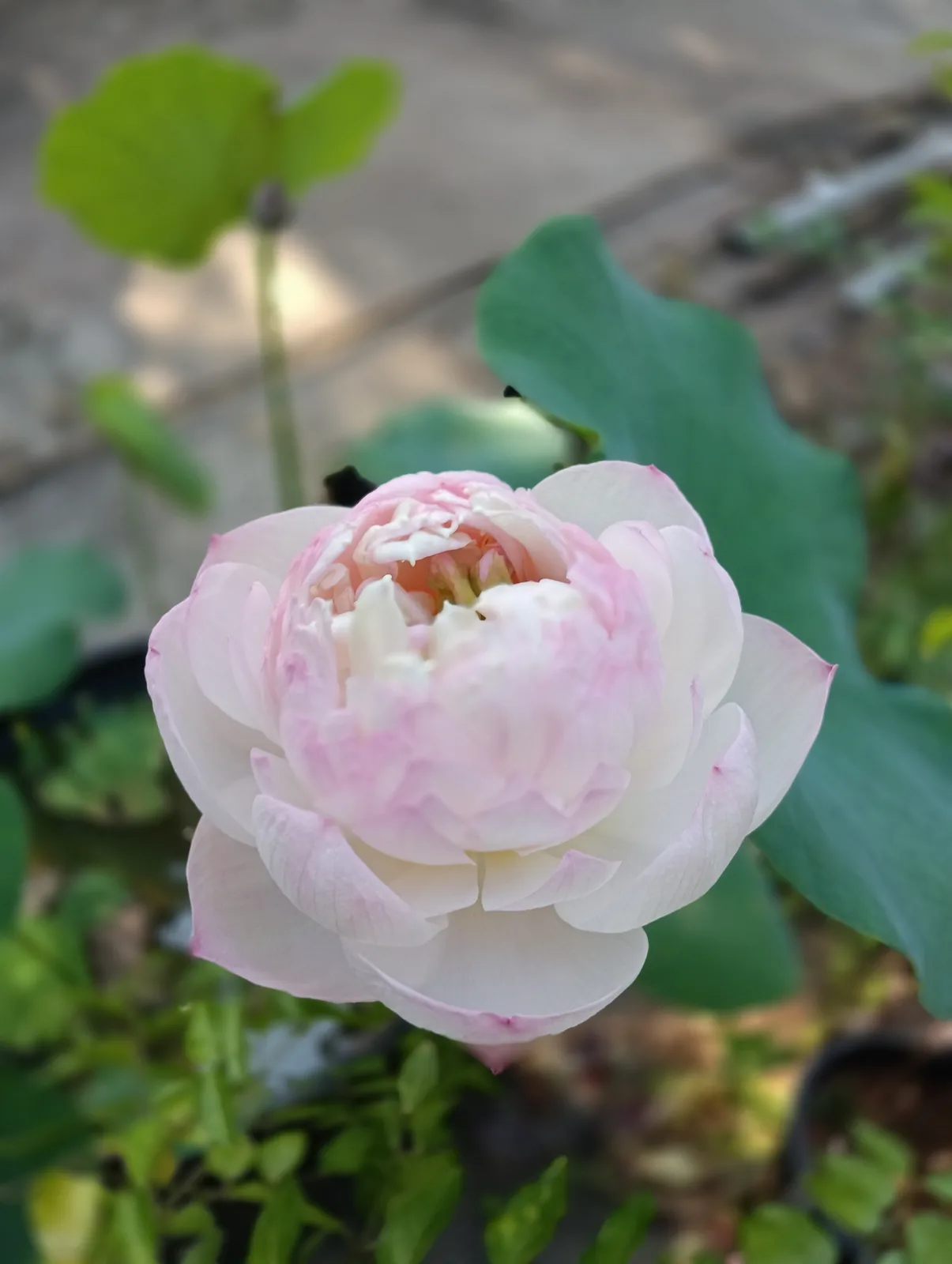 Lotus plants for sale