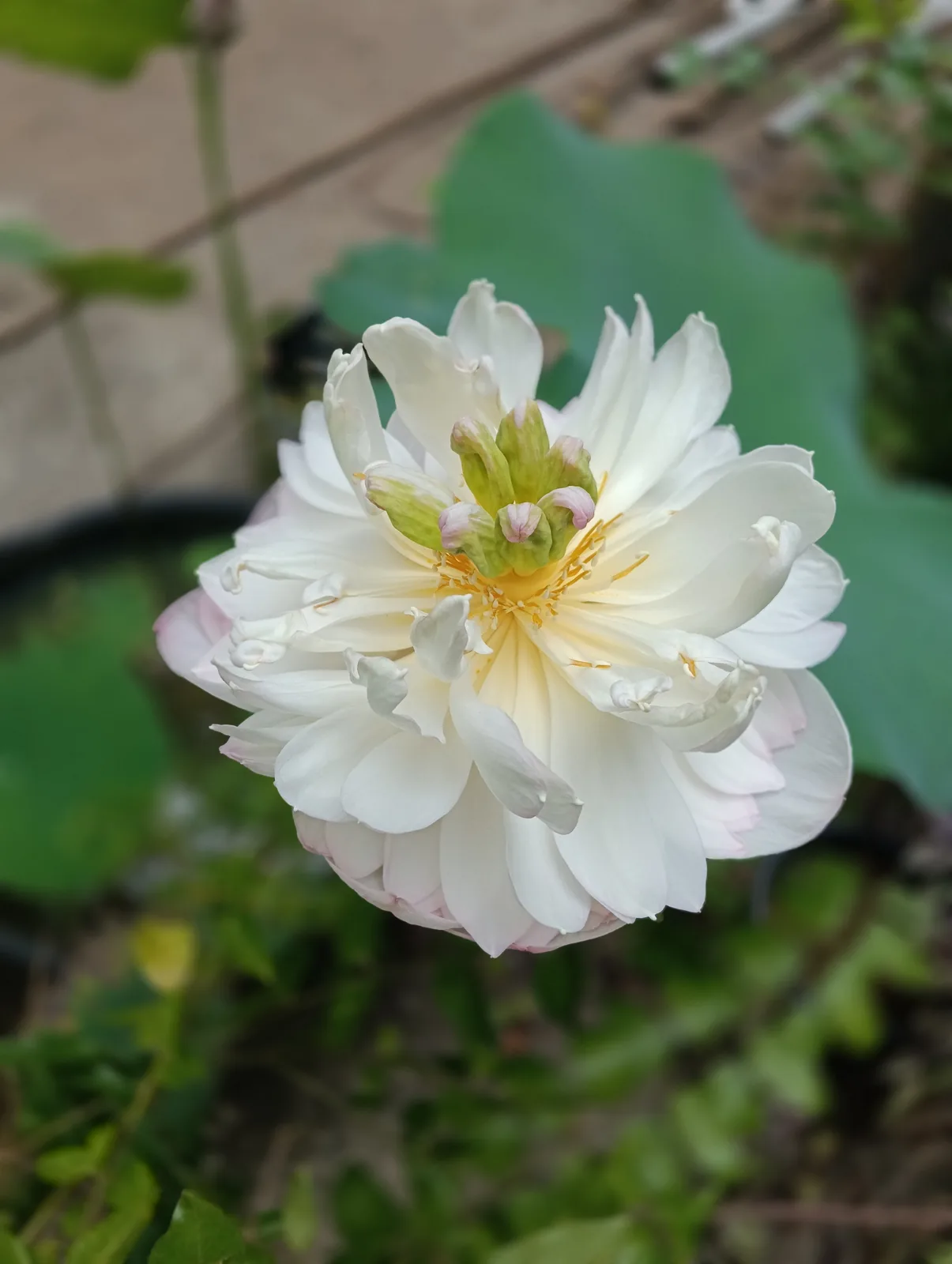 Lotus plants for sale